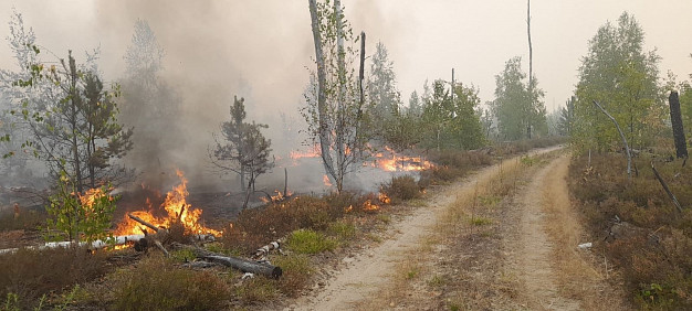 В Ивановской области наградили ликвидаторов лесных пожаров в Южском районе